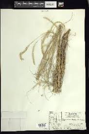 Image result for Elionurus