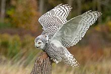 Snowy Owl Wikipedia
