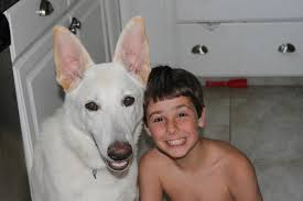 White german shepherd puppies maine. The Great White German Shepherds