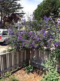 Blue Potato Bush Lycianthes Rantonnetii This Appears To Be Blue Potato Bush This Evergreen Ornamental Shrub Grows 8 Landscape Design Purple Flowers Plants