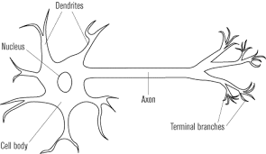 Check spelling or type a new query. Nervous System Of Animals Central And Peripheral Nervous System Of Animal