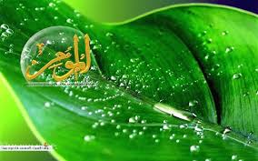عالم الحيوان خلفيات اسماء الله الحسنى اكثر من روعة plant leaves allah