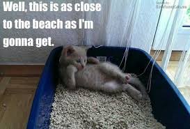 Cat Laying In Litter Box Funny Cat Captions Funny Cat Memes Cat Captions