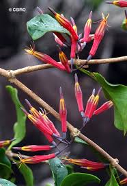 Image result for Dictyophleba