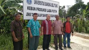 · penemuan dan peninggalan sejarah di gua niah seperti tembikar, alat perkakas yang diperbuat daripada batu. Pasar Lada Tidak Aktif Tapi Vietnam Bisa Ekspor 200 000 Ton Bangka Pos