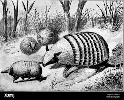 Sony Bbc Earth | While Armadillo 'Armour' (Shell) Is Not Complete Bullet  Proof, It Is Composed Of Bony Plates Known As Osteoderms – That Can  Deflect… | Instagram