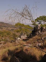 Image result for Thesium dolichomeres