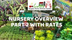 Asim Vlog To Nursery Overview For Winter Seedlings Ornamental Plants W Ornamental Plants Plants Garden Nursery