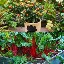 Get off on the right foot by choosing seeds that are sure to grow in the climate and conditions of your small space—inside or out. Small Space Vegetable Gardening In India Gardening Tips