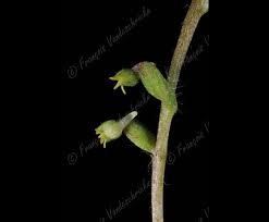 Image result for Holothrix villosa