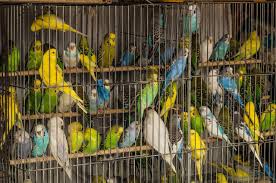 We are a local lovebird farm/ pet shop in tampa fl, we breed all types of african lovebirds. Birds For Sale 10 Problems With Pet Birds To Read First Peta
