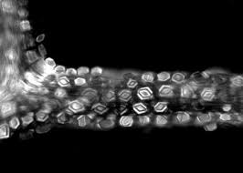 Image result for Eminia antennulifera