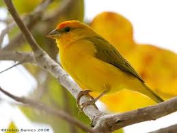 Birds Of Western New York State Orange Fronted Yellow Finch Yellow Finch Finches Bird Beautiful Birds