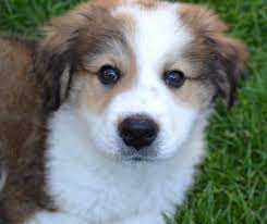 They are very gentle, calm, affectionate, and faithful to their owners. Great Bernese Mountain Dog Puppies For Sale Colorado