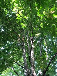 Leaf or needle arrangement, size, shape, and texture: Magnolia Tripetala Umbrella Magnolia Umbrella Tree North Carolina Extension Gardener Plant Toolbox