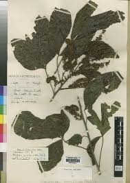 Image result for Allophylus pseudopaniculatus