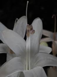 Image result for Whitfieldia brazzae