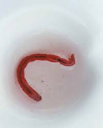 How To Get Rid Of Worms In The Toilet