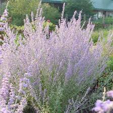 We did not find results for: Perovskia Atriplicifolia Little Spire Russian Sage From Midwest Groundcovers
