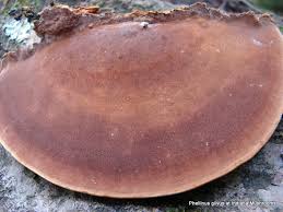 Image result for Phellinus gilvus