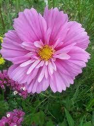 Cosmos Cosmos Flowers Flower Background Iphone Beautiful Pink Flowers