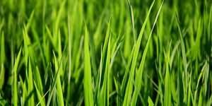 Mencabut rumput di halaman rumah. Jangan Memimpikan Rumput Mengapa Bermimpi Dan Bagaimana Menafsirkan Rumput Dalam Buku Impian Sonnik Velezov Kecil