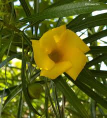 Image result for Cascabela