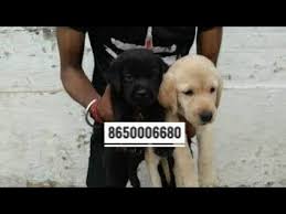 Check spelling or type a new query. Show Quality Labrador Puppies For Sale In Dehradun Uttrakhand Patna Bihar Delhi Mumbai Maharashtra By Rohit