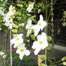 Pin On Thumbergia Flower