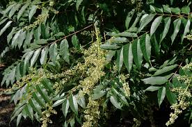 Image result for Toona