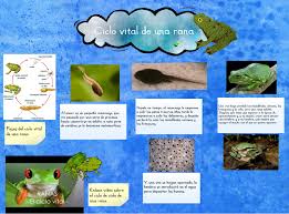 This is why you remain in the best website to see the amazing book to have. Ciclo Vital De Una Rana Animals Biology Ciclo Es Frog Rana Science Una Vital Zoology Glogster Edu Interactive Multimedia Posters