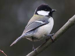 eBird