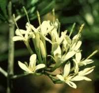 Image result for Pavetta gerstneri