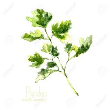 Aquarell Zweig Der Petersilie Hand Zeichnen Petersilie Illustration Krauter Vektorobjekt Auf Weissem Hintergrund Kuchenkrauter Und Gewurze Banner Lizenzfrei Nutzbare Vektorgrafiken Clip Arts Illustrationen Image 45857210