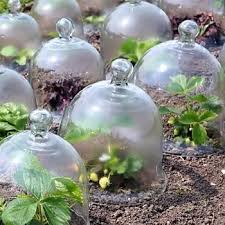 Cloche En Verre Jardin 25cm Lot De 2 Cloche En Verre Deco Jardin Cloche Jardins