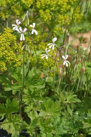 Image result for Pelargonium alchemilloides