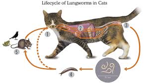 Lungworms reside in a cat's lungs and are a less common parasite. Cat Lungworm Signs Treatment And Prevention My Pet Warehouse