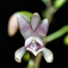 Image result for Oeceoclades decaryana