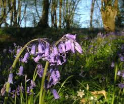 Flower essences can be used by absolutely anyone regardless of age, overall constitution, current disease burden or medications. Bluebell Flower Essence I Am Heard Saskia S Flower Essences