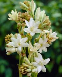 Image result for Polianthes tuberosa
