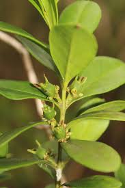 Image result for Buxaceae