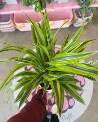 Image result for Dracaena steudneri