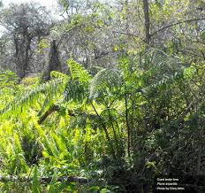 Image result for Pteris tripartita