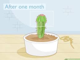 As the roots of your cactus die, the plant's exterior appearance changes as well. 4 Ways To Propagate A Cactus Wikihow