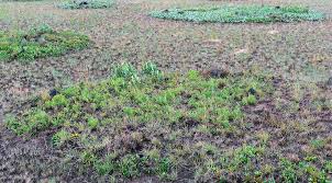 Image result for Magnistipula sapinii