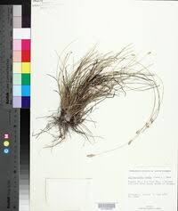 Image result for Abildgaardia ovata