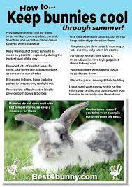 Summer Care Tips For A Rabbit Bunny Care Pet Rabbit Rabbit Care