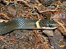 Diadophis Punctatus Wikipedia The Free Encyclopedia Snake Rings Neck