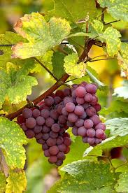 Bez Nazvaniya Pinot Noir Grapes Grapes Organic Fruit
