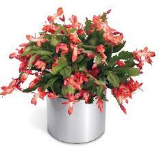The christmas cactus is a very popular houseplant—and for good reason! Fiddleheads Flowers Vintage Chic Gifts Florist In Cape Elizabeth Maine Vintage Gifts Maine